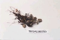 藏品(東亞小金髮苔)的圖片